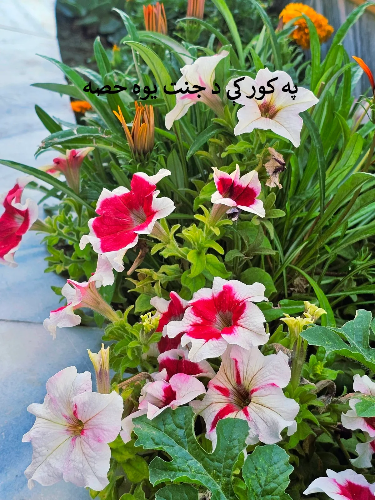 په کور کې د جنت یوه حصه