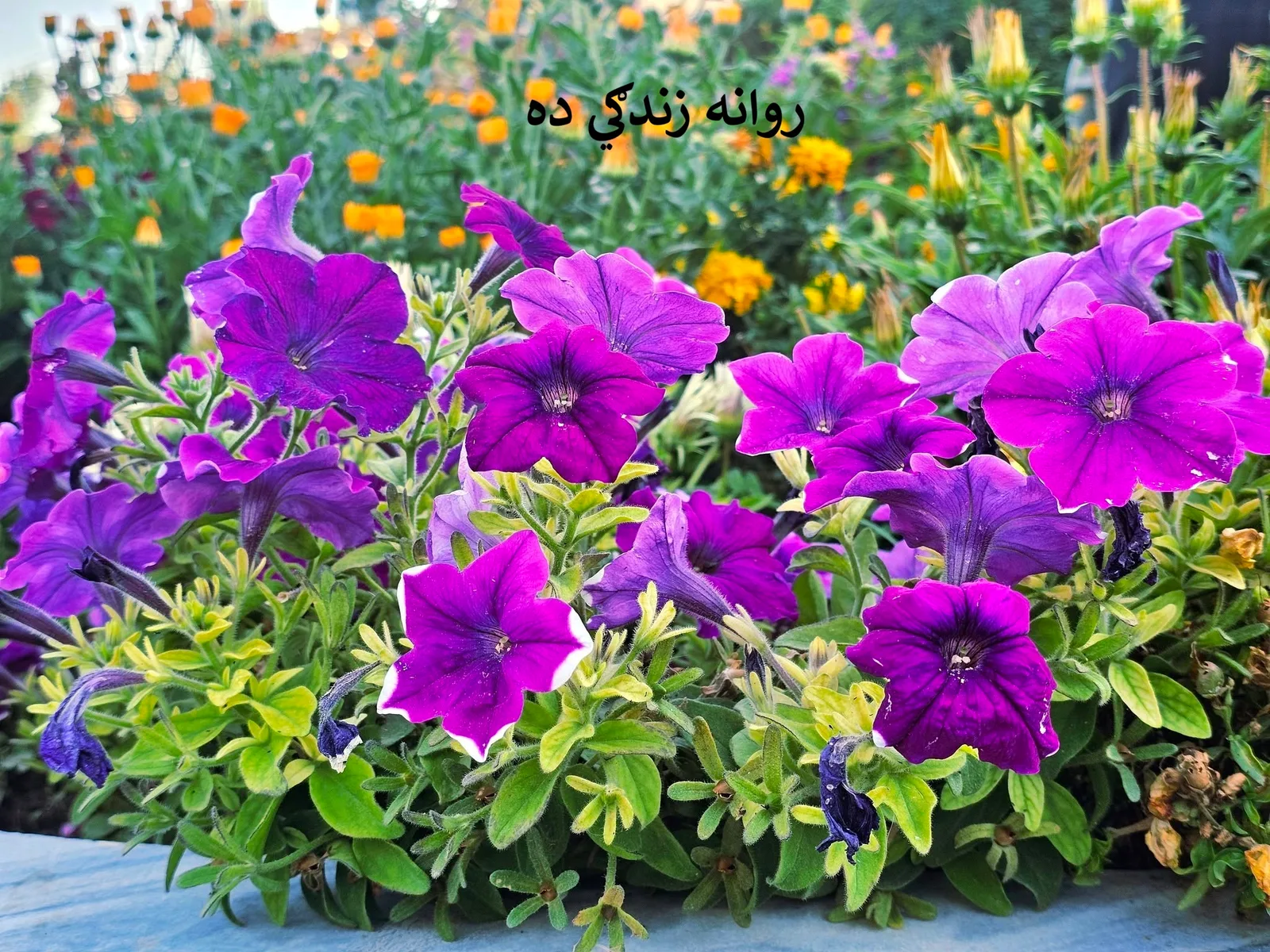 روانه زندګي ده