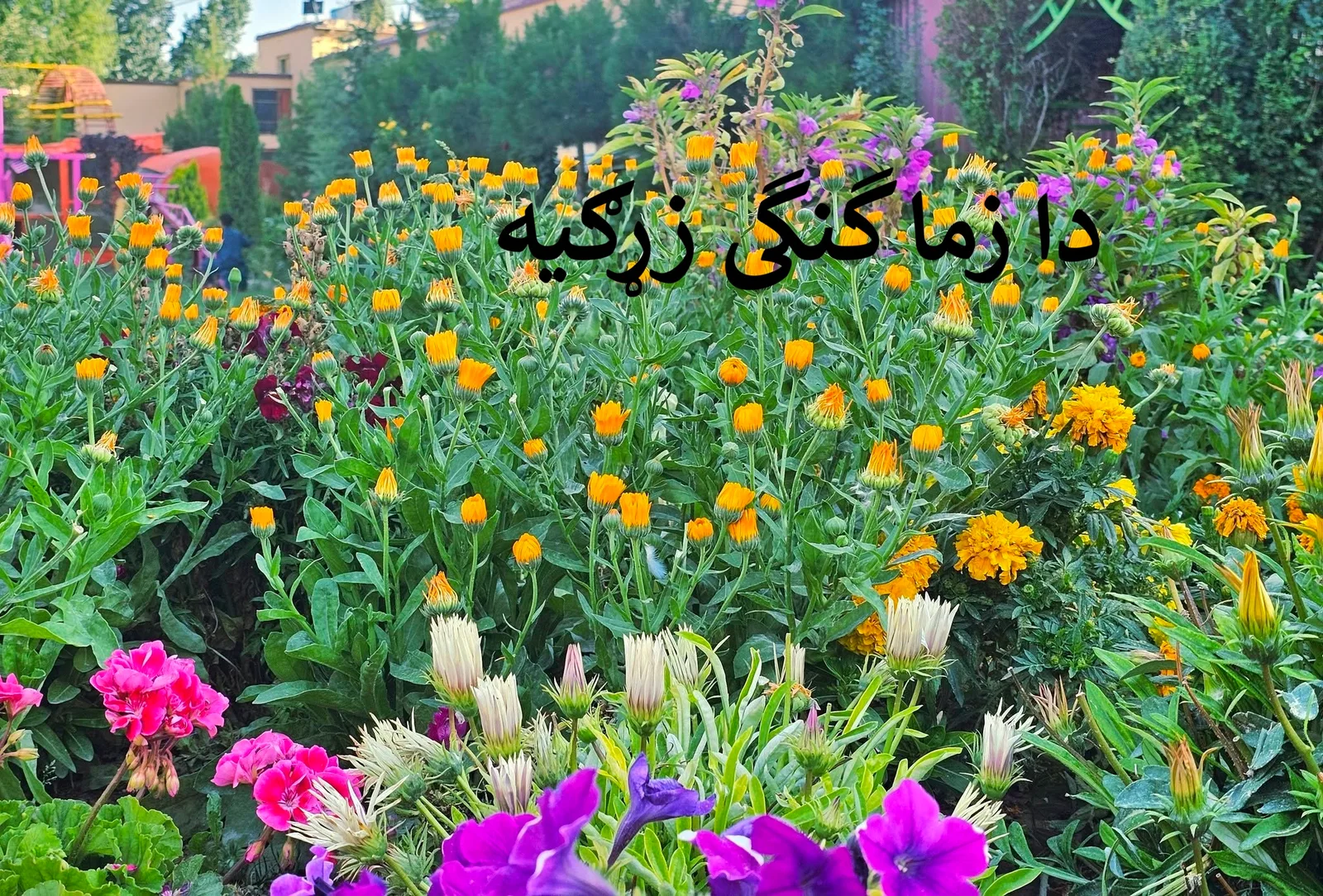 دا زما گنگی زړګیه